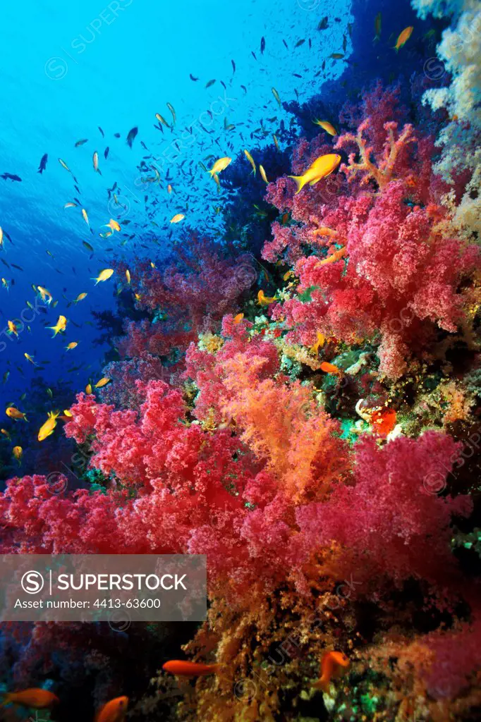 School of Anthias in front of a reef with Soft Corals Egypt