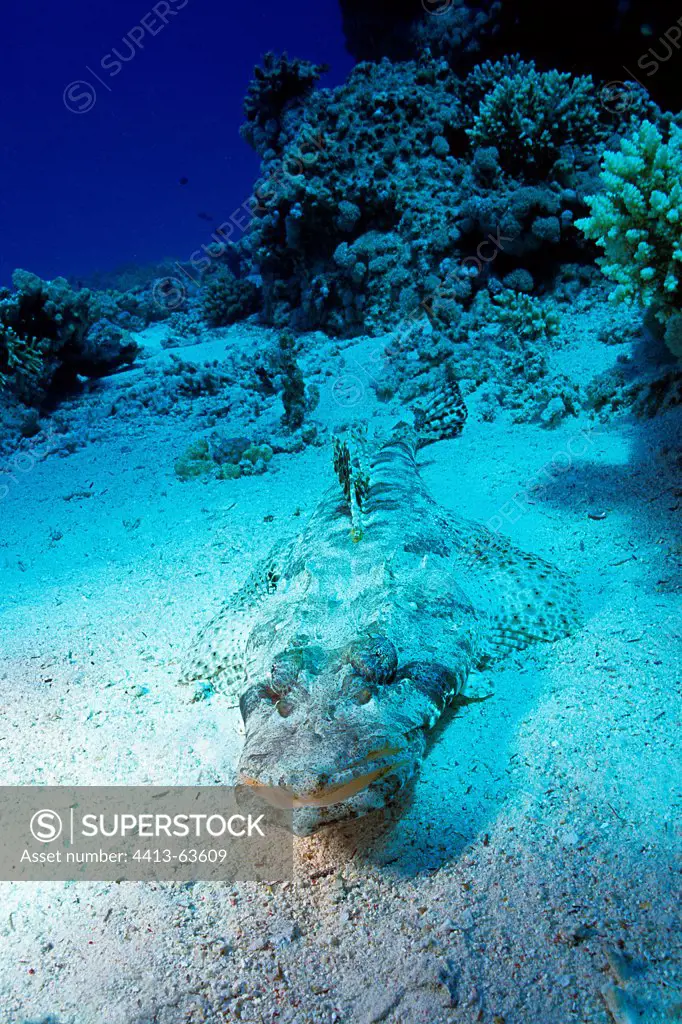 Crocodilefish camouflaged on the sandy bottom in Red Sea