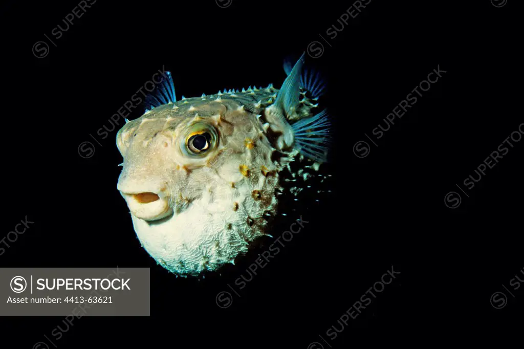 Worried Spotbase Burrfish in Red Sea Egypt