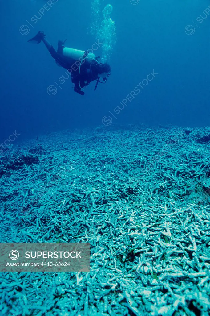 Staghorn Corals destroyed by the anchors Red Sea