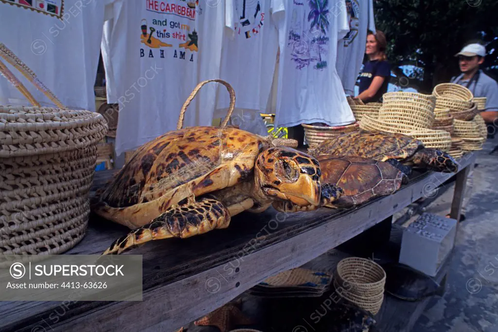 Market stall with dried Sea Turtles Egypt
