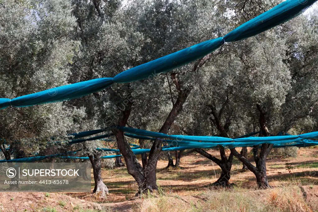 Net suspended harvesting olives in the olive treesCorsica