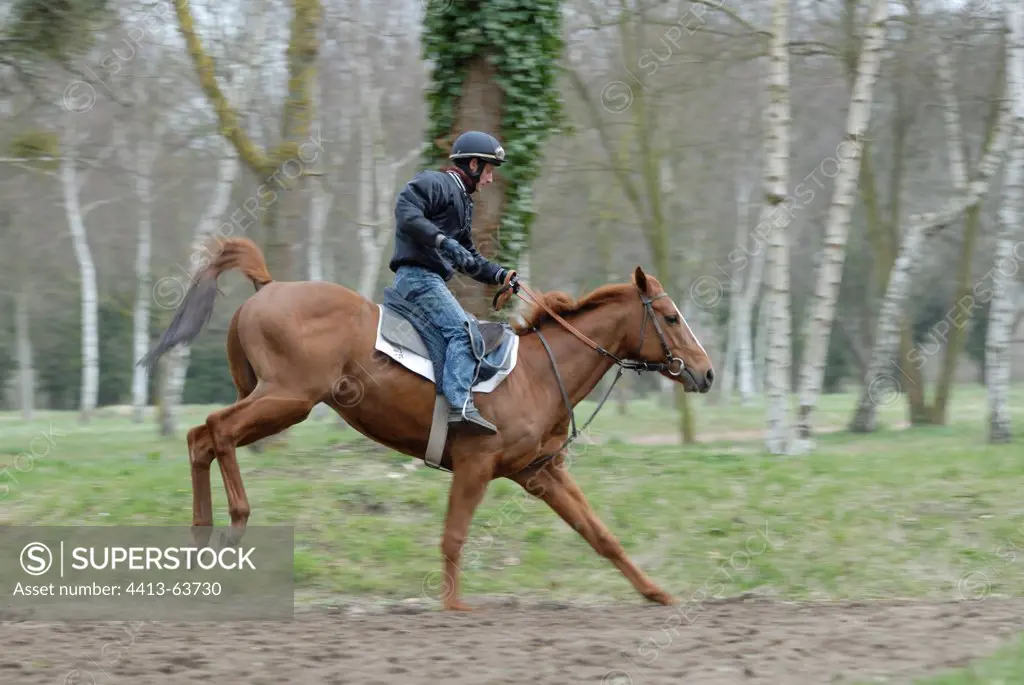 Racehorse in training Maison Laffite France