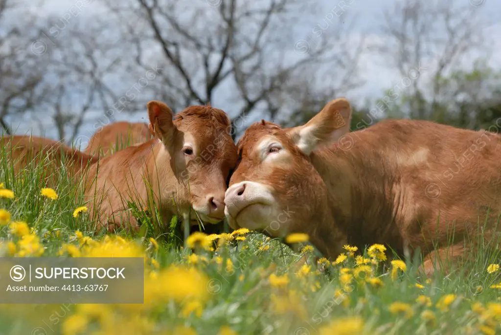 Limousine Cow and calf in dandelions field France