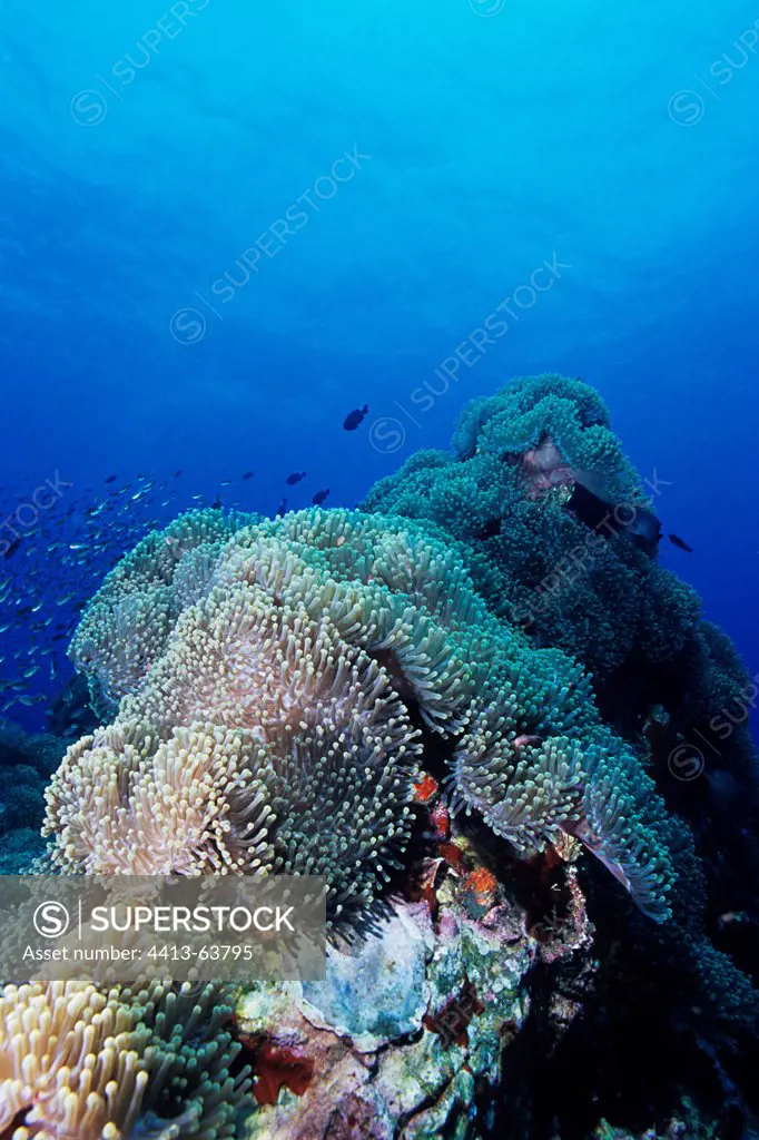 Magnificent Sea Anemones on a coral reef Thailand