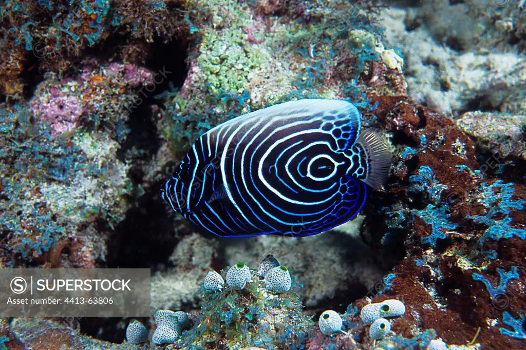 Juvenile Imperor Angelfish swimming around a coral reef