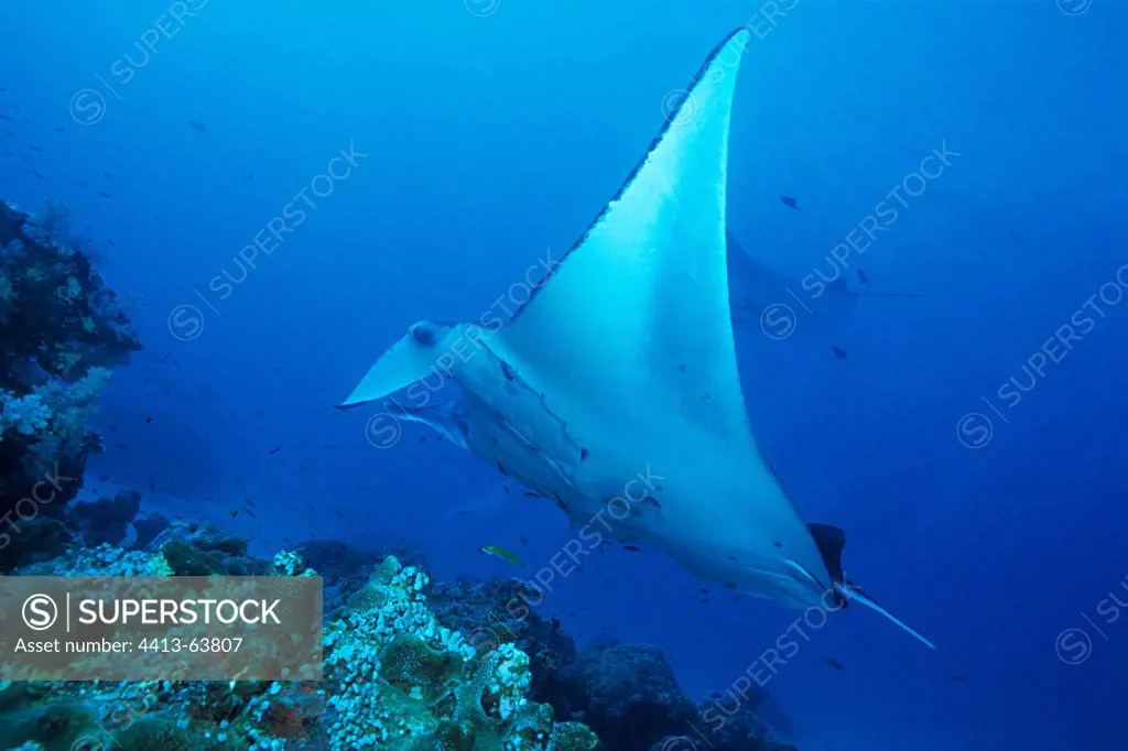 Giant Manta swimming over a coral reef in the Maldives