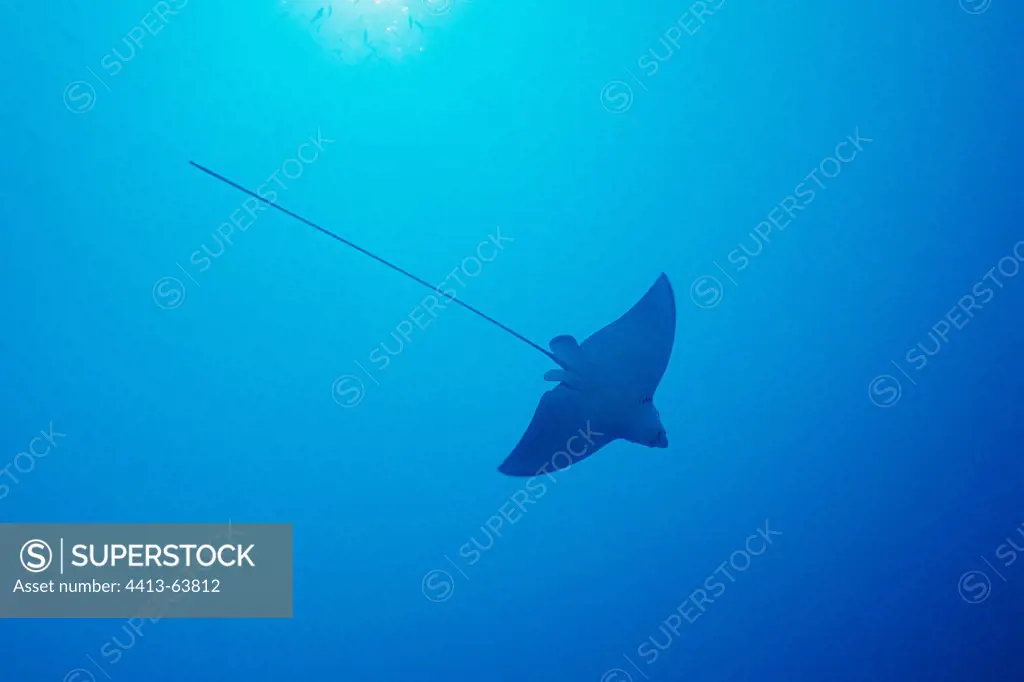 Spotted Eagle Ray swimming in open water in the Maldives