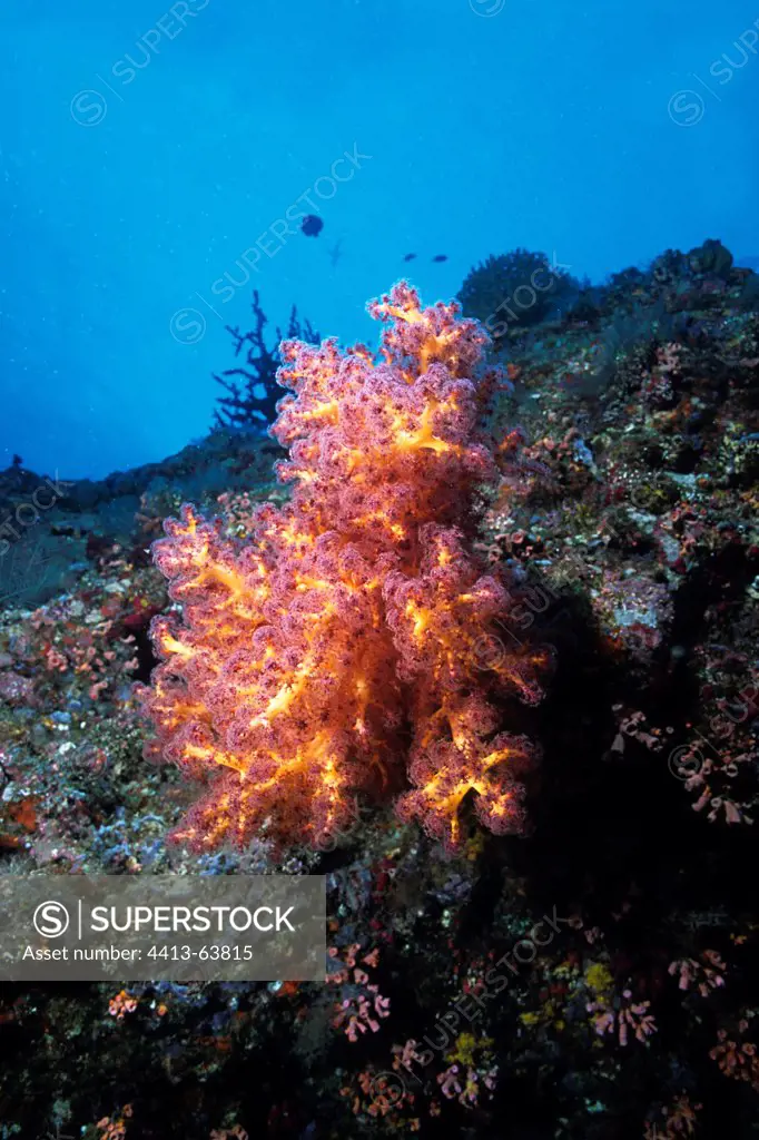 Colorful Soft Coral on a reef in the Maldives
