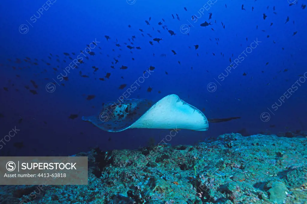 Blotched Fantail Ray swimming in a pass in the Maldives