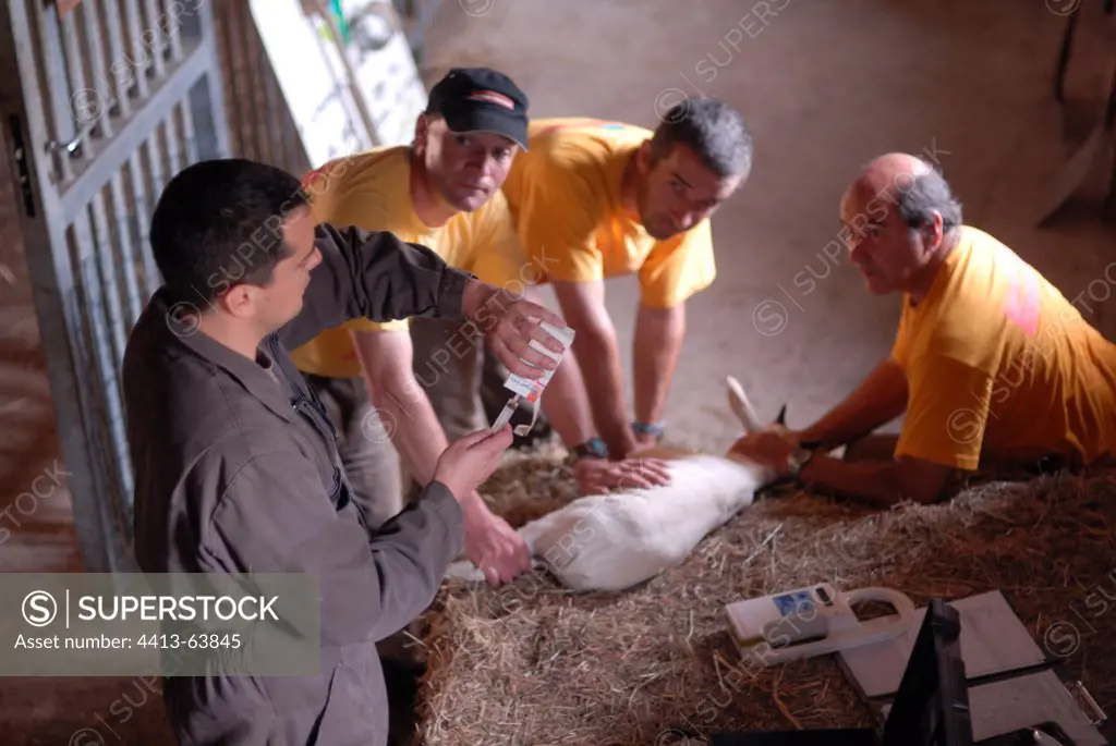 Veterinary preparing a injection for a small antelope