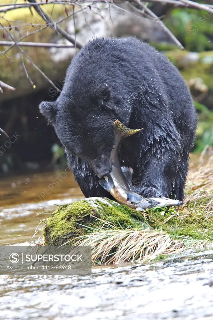 Black Bear eating for pink salmon in a river Canada