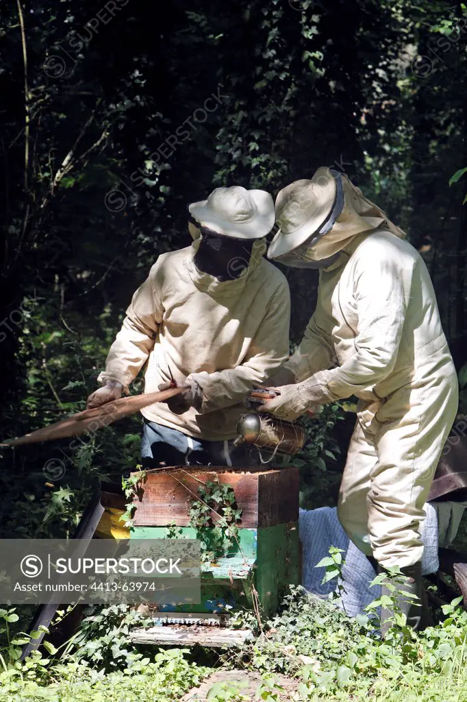 Taking honey in hives in an orchard of Somme