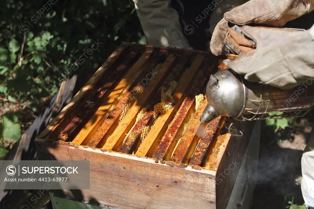 Smoking out of a hive in an orchard Picardie France