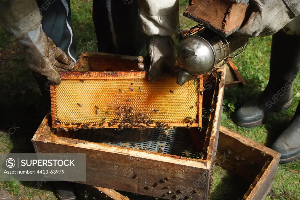 Smoking out of a hive in an orchard Picardie France