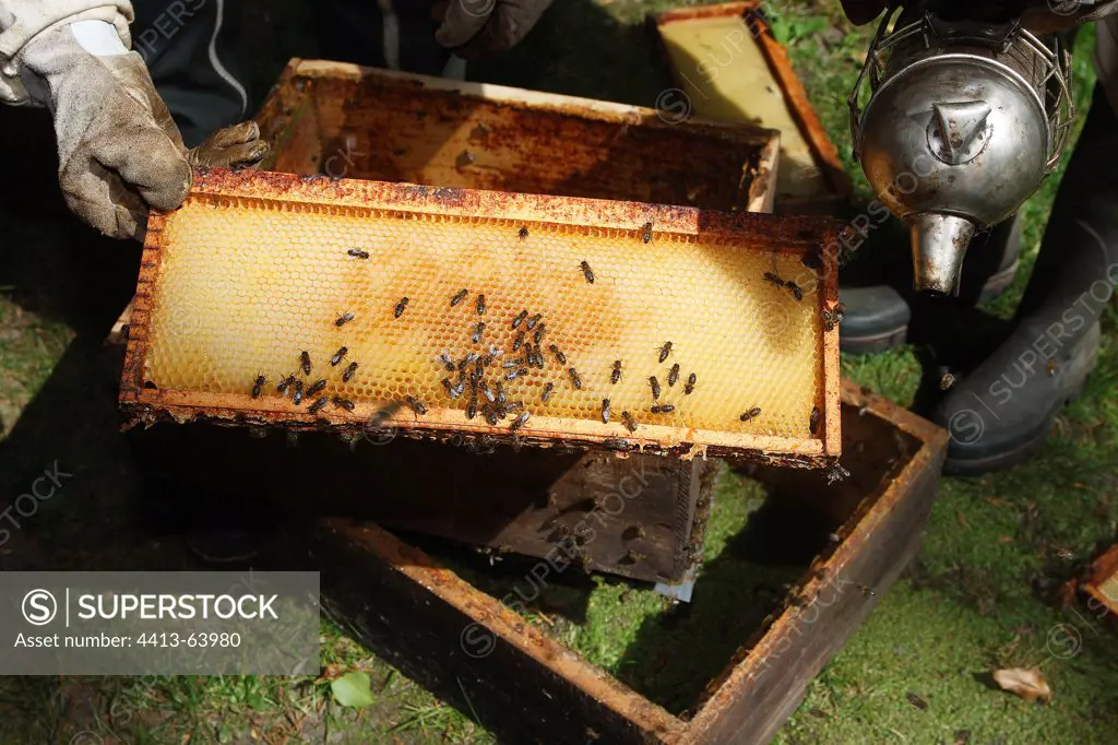 Taking honey in hives in an orchard of SommeFrance