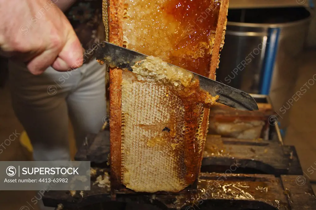 Taking honey in the honey factorie Baie de Somme France