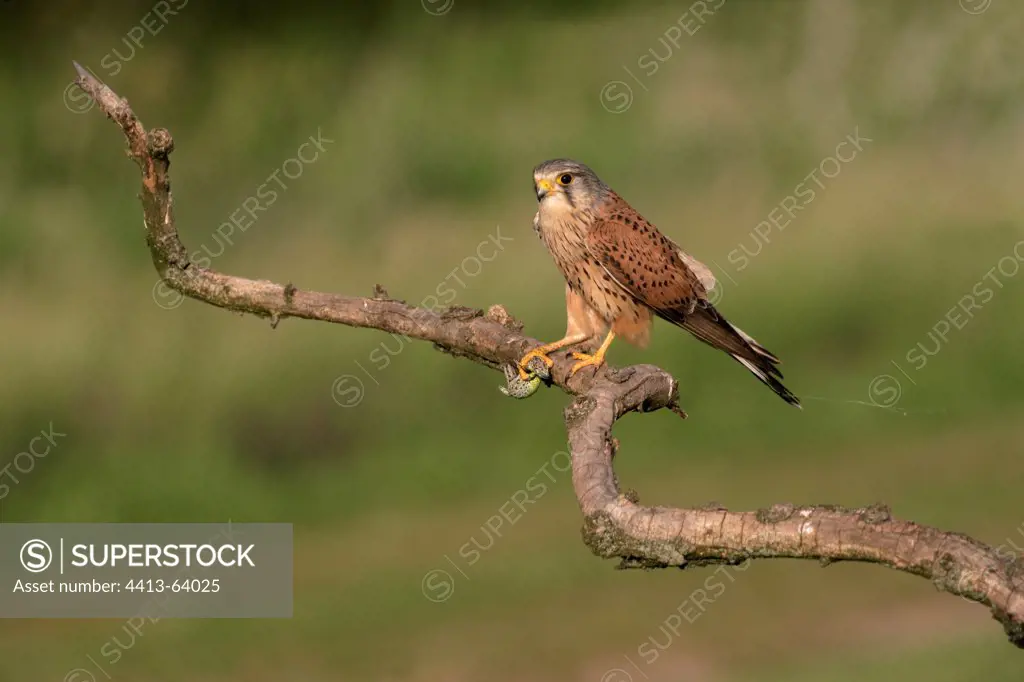 Male Common Kestrel on a branch Hungary