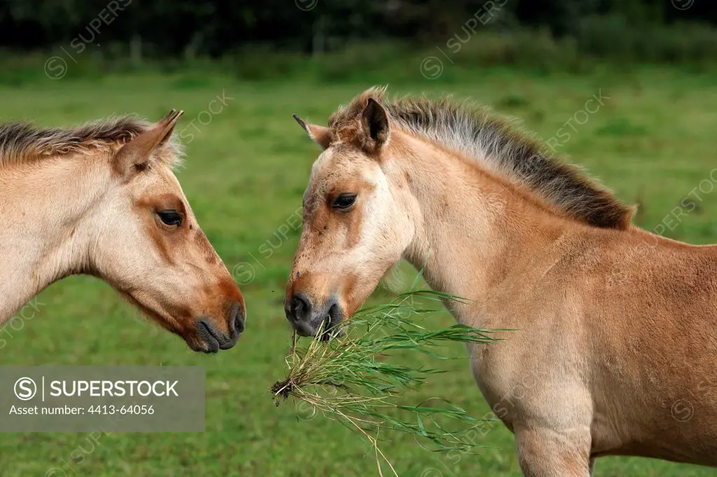 Henson foals playing with grass Marquenterre France