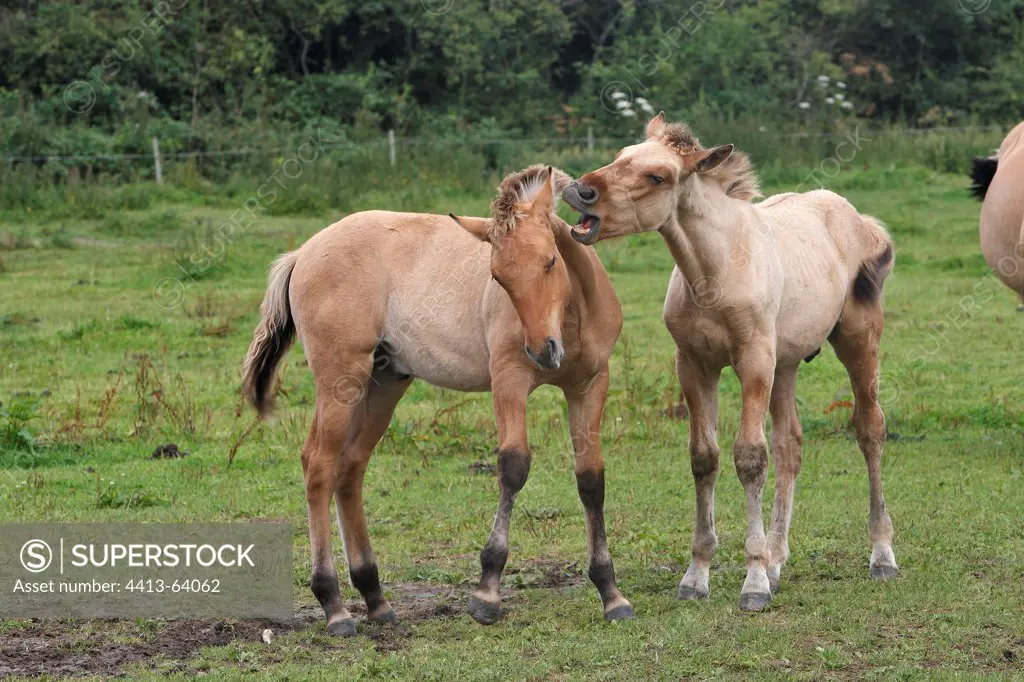 Henson foals playing in meadow Marquenterre France