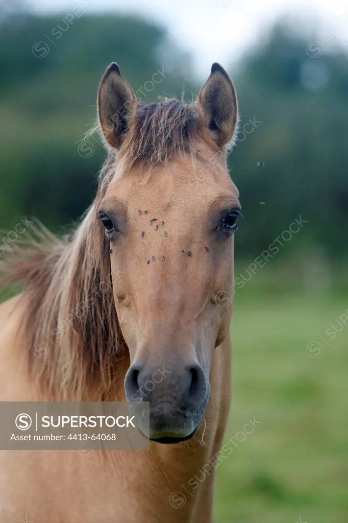Portrait Horse Henson in meadow Marquenterre Picardie