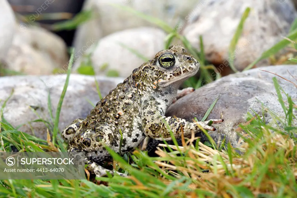 Midwife toad in peebles Marquenterre Picardie France