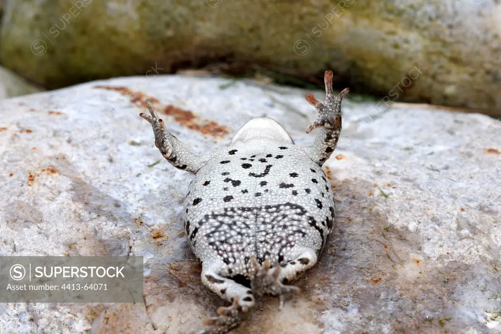 Midwife toad Marquenterre Picardie France
