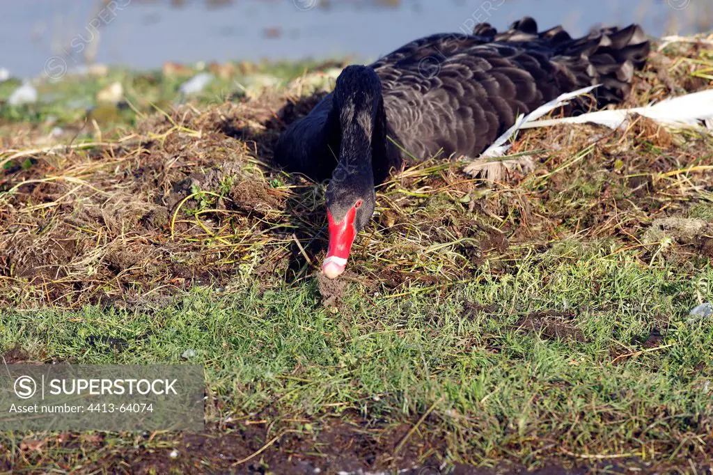 Black swan adding equipment to its nest Marquenterre