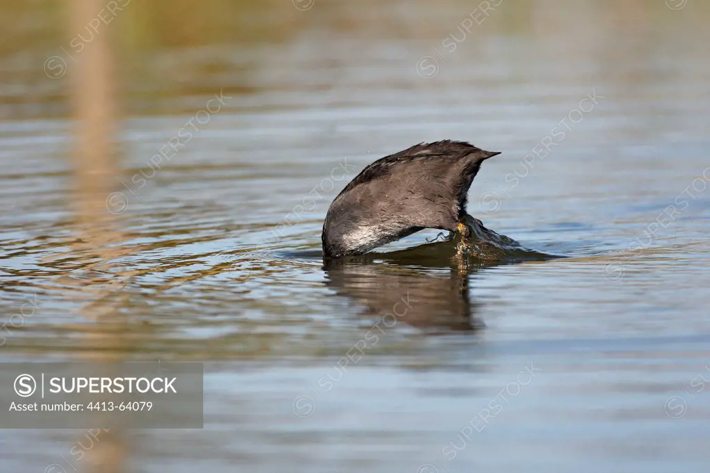 Common Coot feeding in a swamp MarquenterreFrance