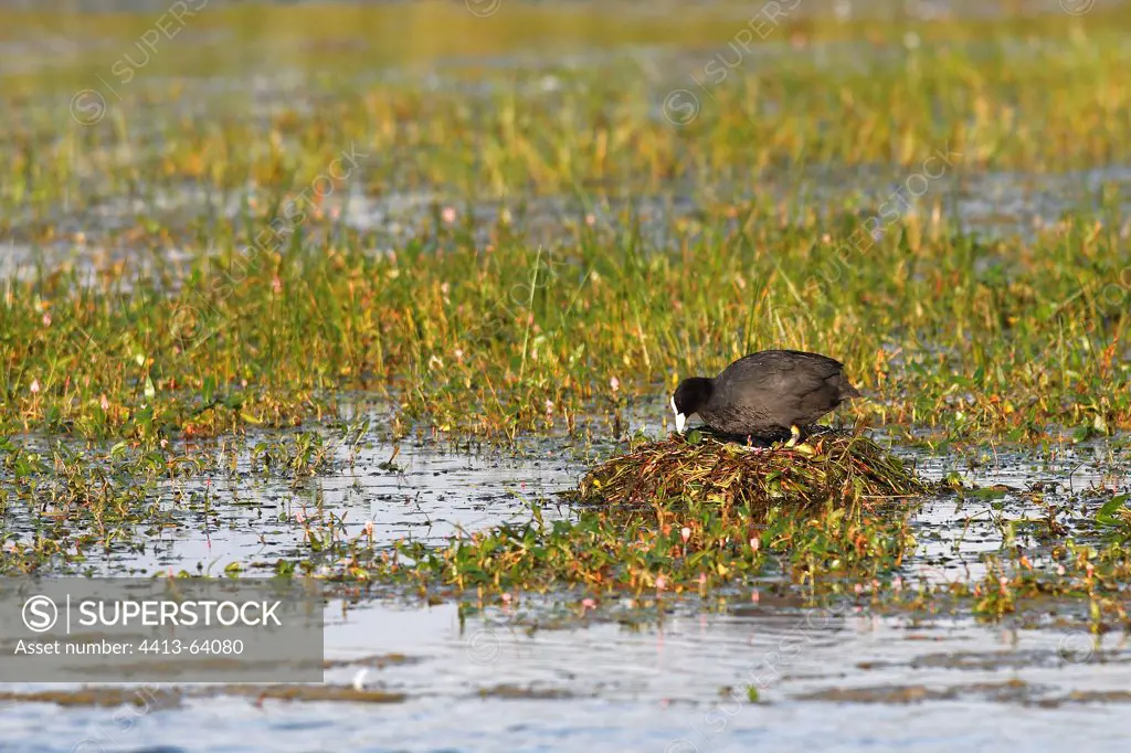 Common Coot on nest in a swamp MarquenterreFrance