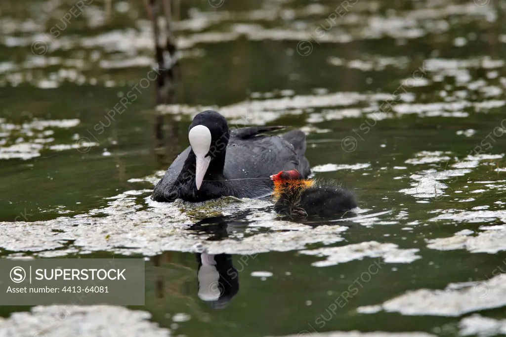 Common Coot and chick in a swamp MarquenterreFrance
