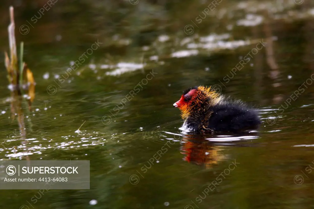 Common Coot chick in a swamp MarquenterreFrance