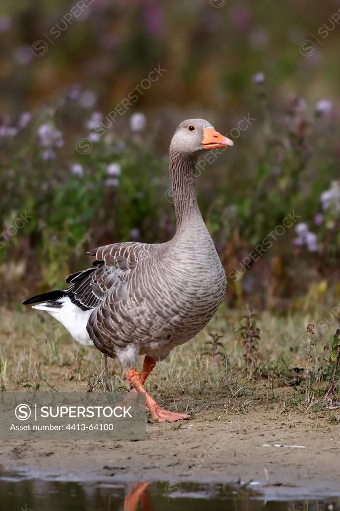 Greylag goose walking on bank Marquenterre Park France