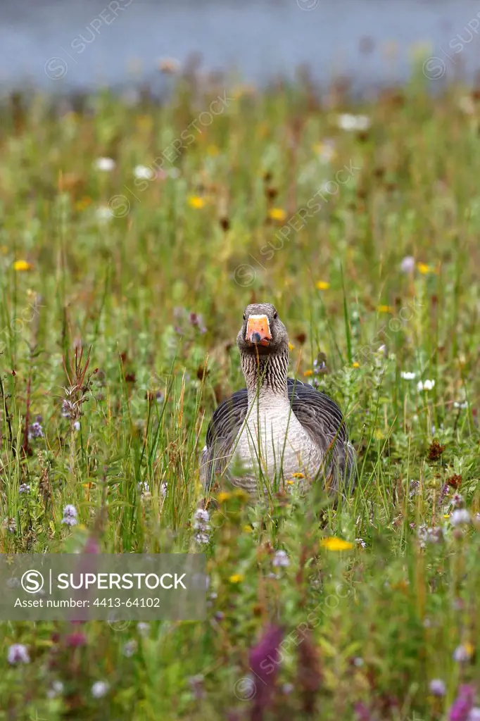 Greylag goose with plant on beak Marquenterre Park France