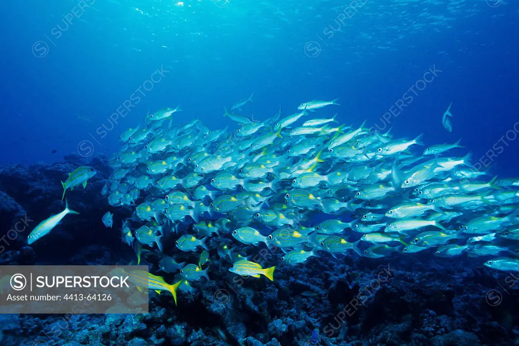 School of Snappers swimming near the seabed in the Maldives