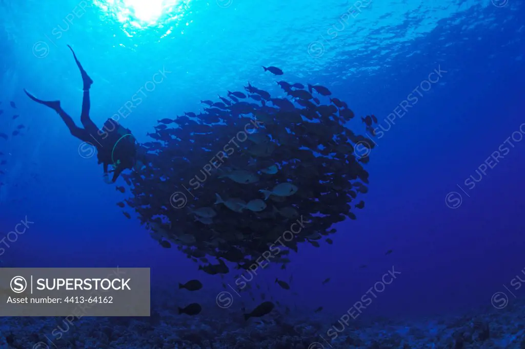 Diver swimming near a school of Surgeonfishes Tuamotu