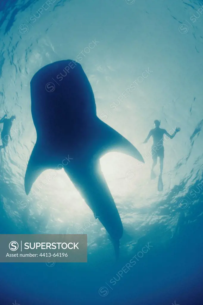 Silhouettes of swimmers above a Whale Shark Ari Atoll