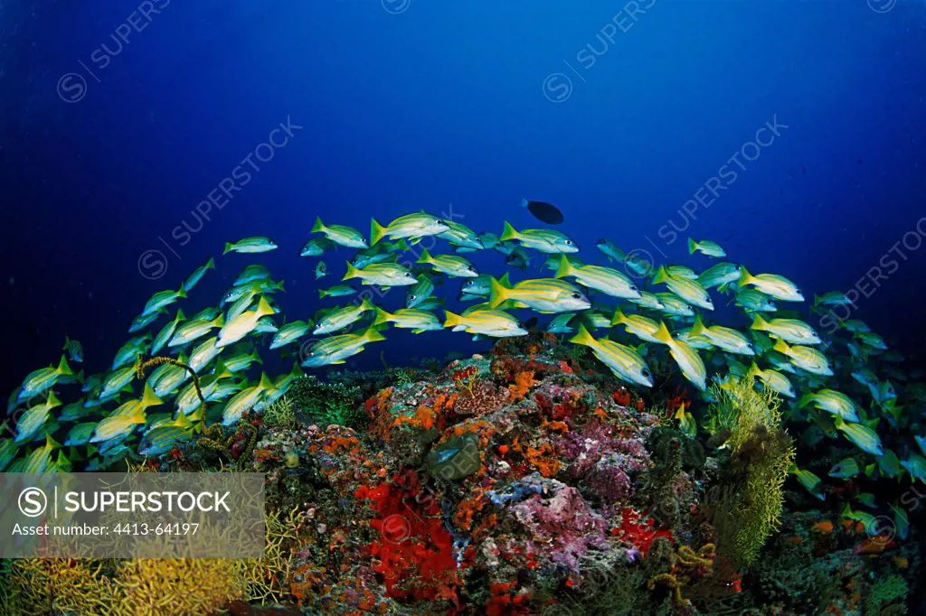 School of Common Bluestripe Snappers near a coral reef
