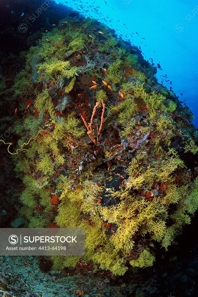 Yellow Gorgonians on a coral reef in the Maldives