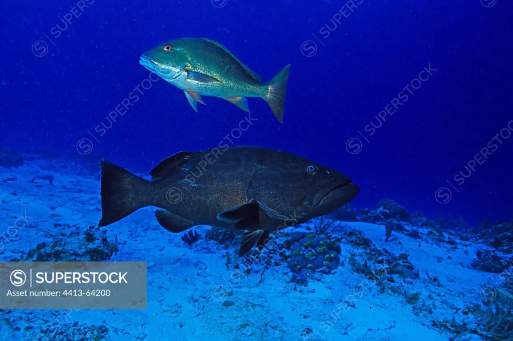 Groupers swimming near the seabed Cozumel Mexico