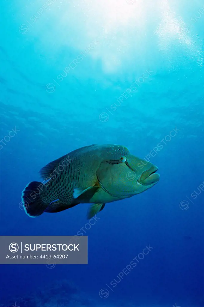 Humphead Wrasse swimming in open water in the Red Sea Egypt