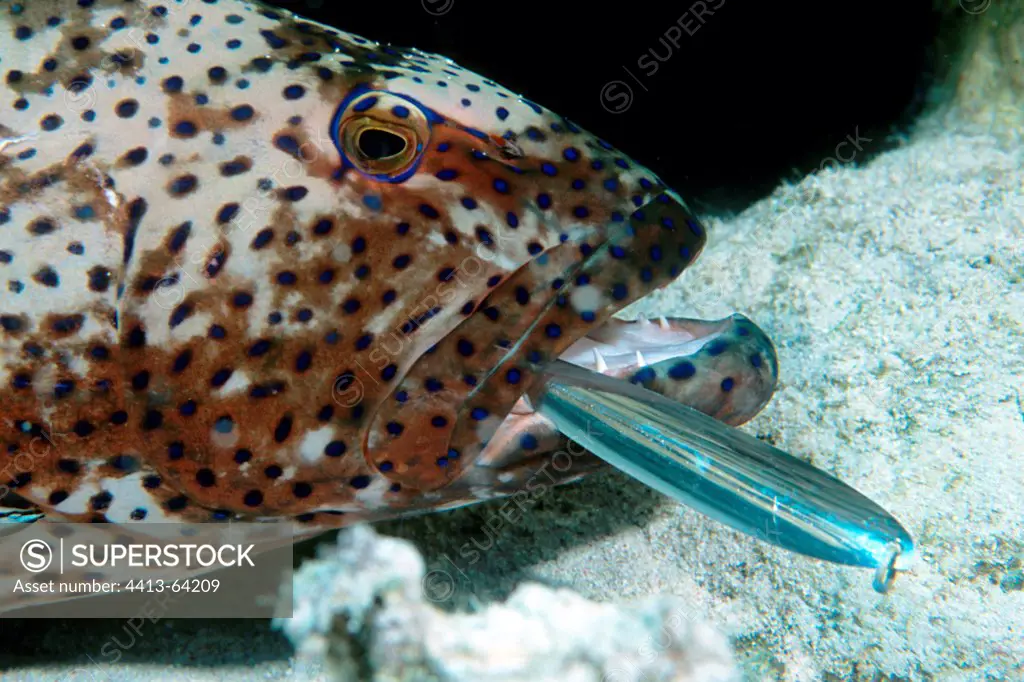 Coral Grouper with a fisherman spoon in the mouth Red Sea