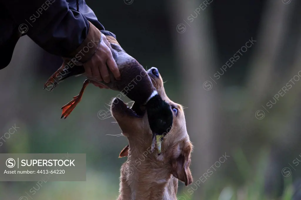 Labrador Retriever bringing back a duck to its master