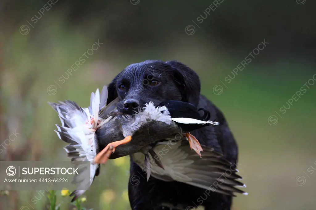 Labrador Retriever bringing back a killed mallard duck