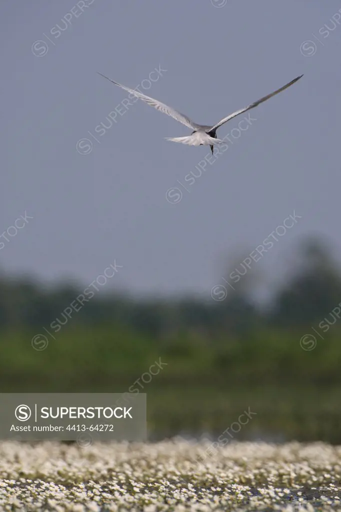 Black tern fishing over buttercups Grand Lieu Lake France