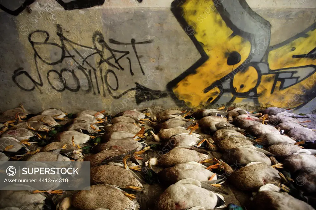 Stock of dead Mallard ducks against a tagged wall