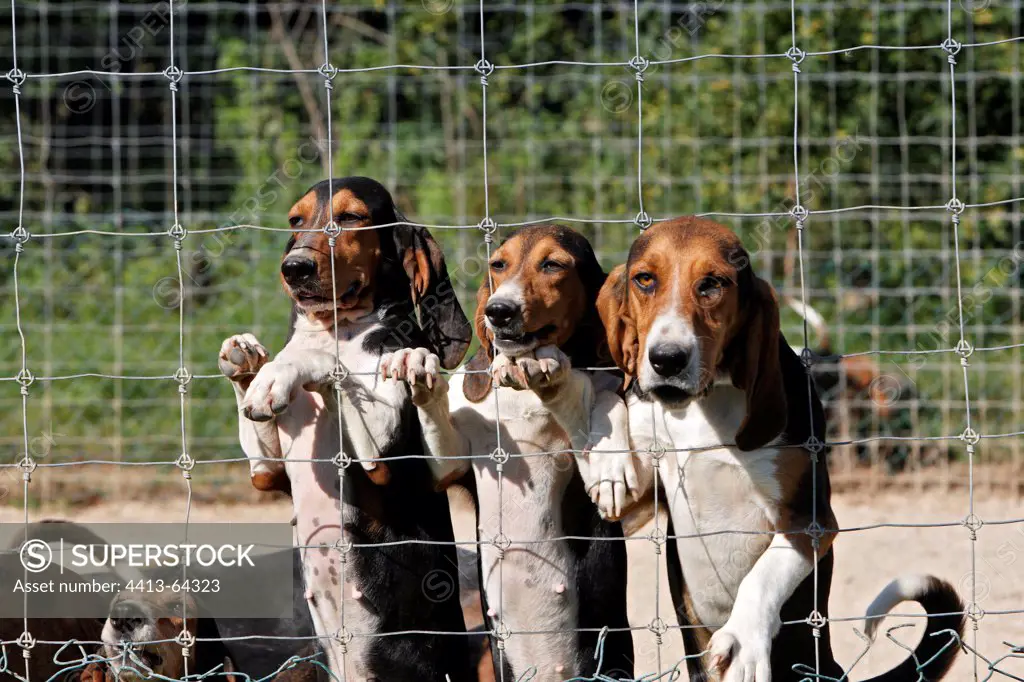 Scenthounds for hunting with hounds on rabbit France