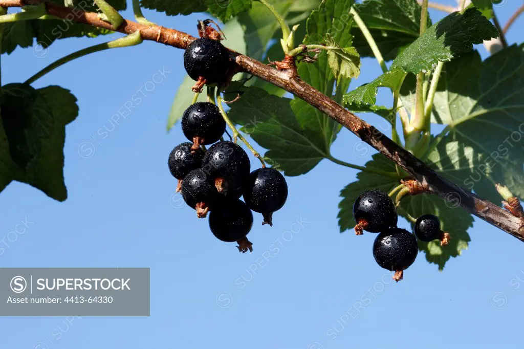 Blackcurrant fruit on branch France