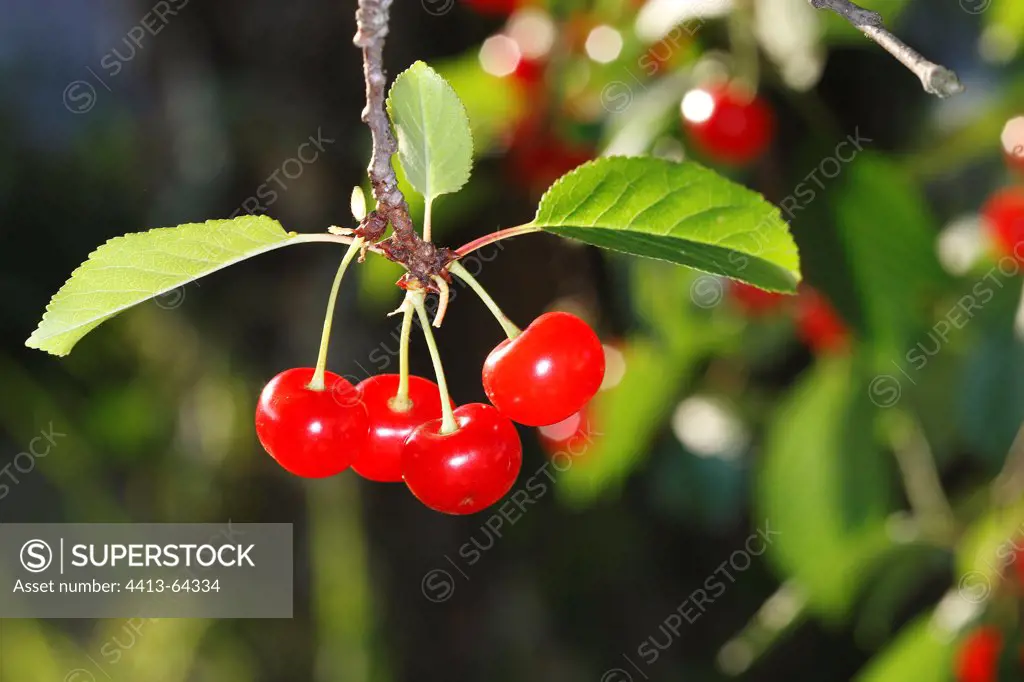 Morello cherries on branch France