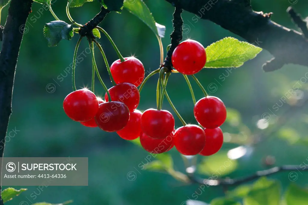 Morello cherries on branch France